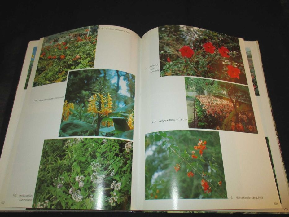 Livro Álbum Florístico da Madeira Rui Vieira 1974