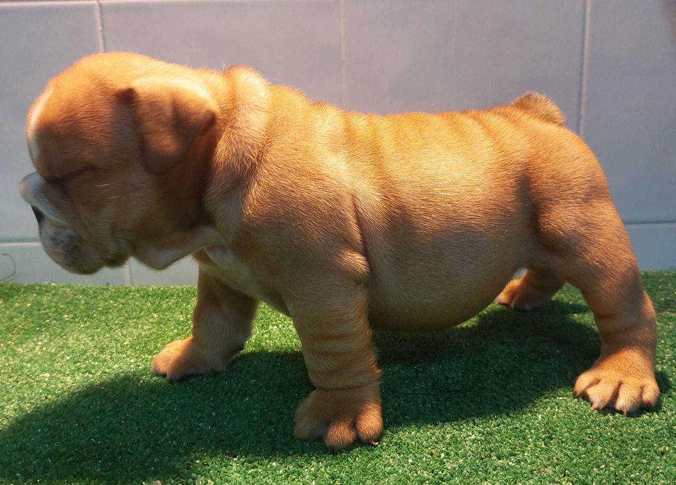 Bulldog inglês Macho