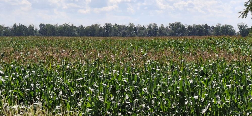 Кукуруза дкс 3730,3705,3710