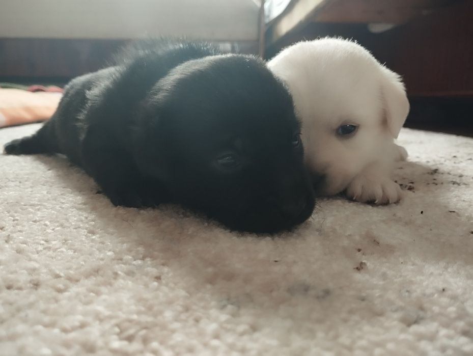 Цуцики хлопчики в хороші руки)