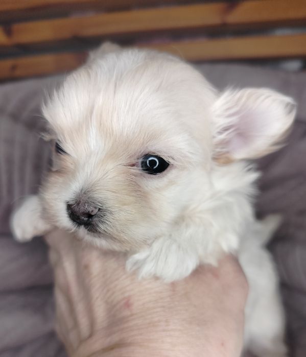 Yorkshire Terrier, xxs, Golddust, piesek