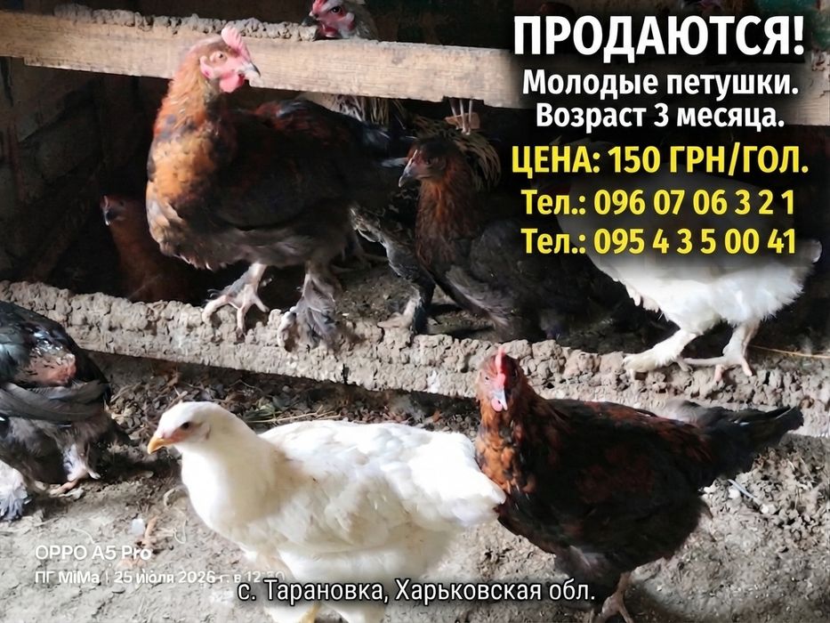 Підрощені півники 3 міс