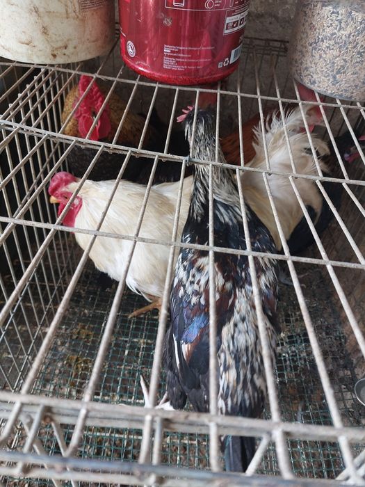 Vários animais galinhas, perus, cordonizes,  garnizas , patos, gansos