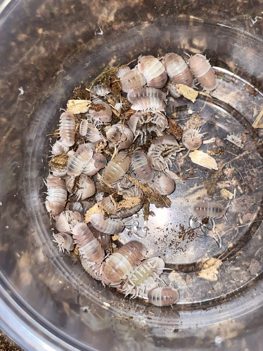 Isopody, prosionki, ekipa sprzątająca do terrarium
