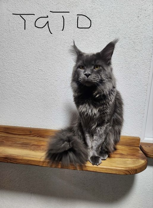 Дівчінка  Мейн- кун