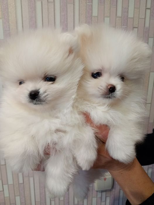 Мишки мальчики шпиц.