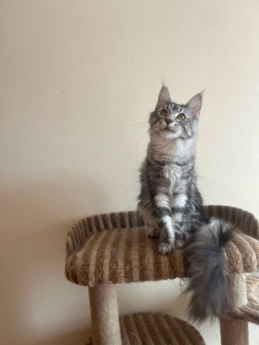Котята мейн кунята