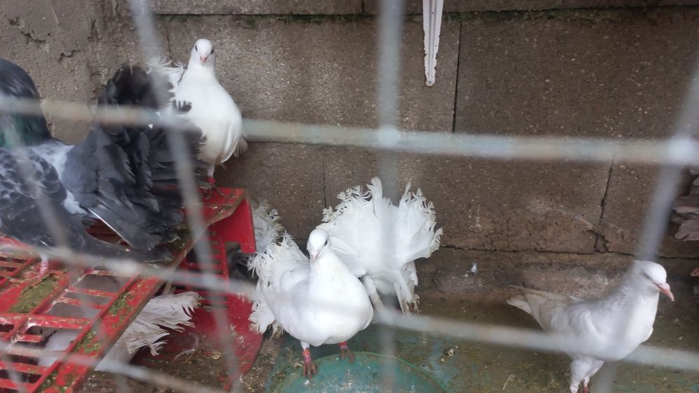 Pombos brancos para venda, tenho galinhas também