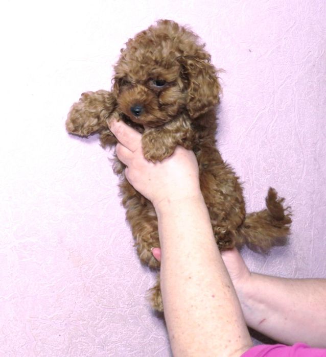 Той Пудель Ред Браун з документами клубу