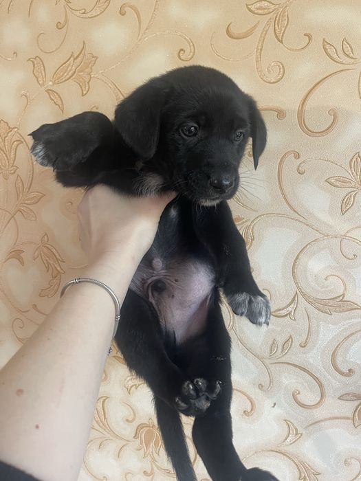 Цуценя . Хлопчик.