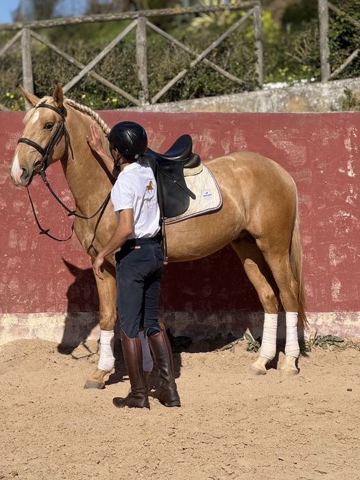 The Lusitano of your dreams is here !!!