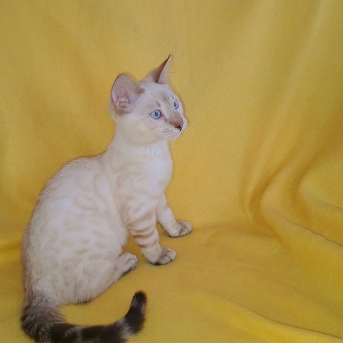 Снежный бенгальский котенок