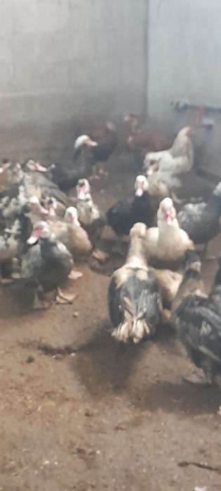 Продам индоуток на племя