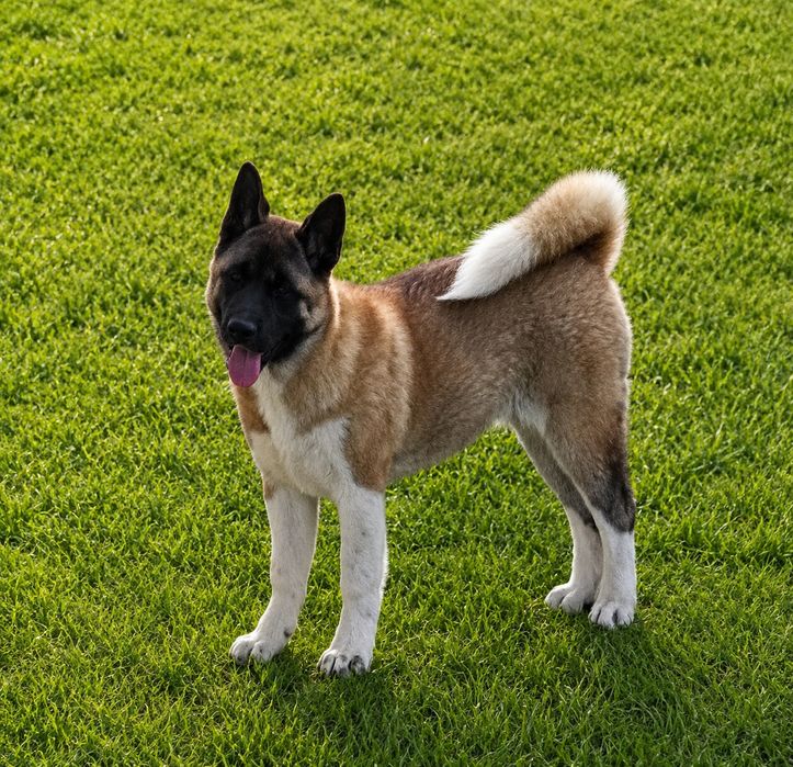 Akita Amerykańska Suczka