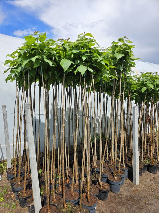 Katalpa Catalpa Nana 150cm-240cm