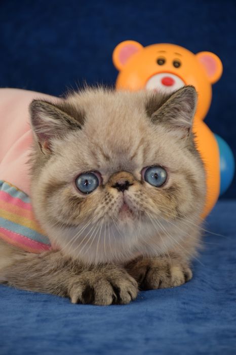 Кошеня з блакитними очима