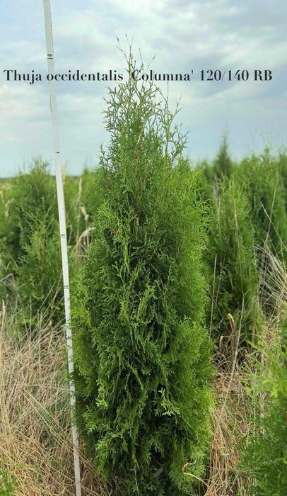 Thuja Columna / Tuja Columna OKAZJA 160-180 cm
