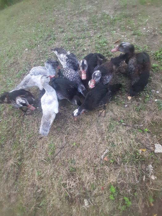 Patos mudos criados no campo