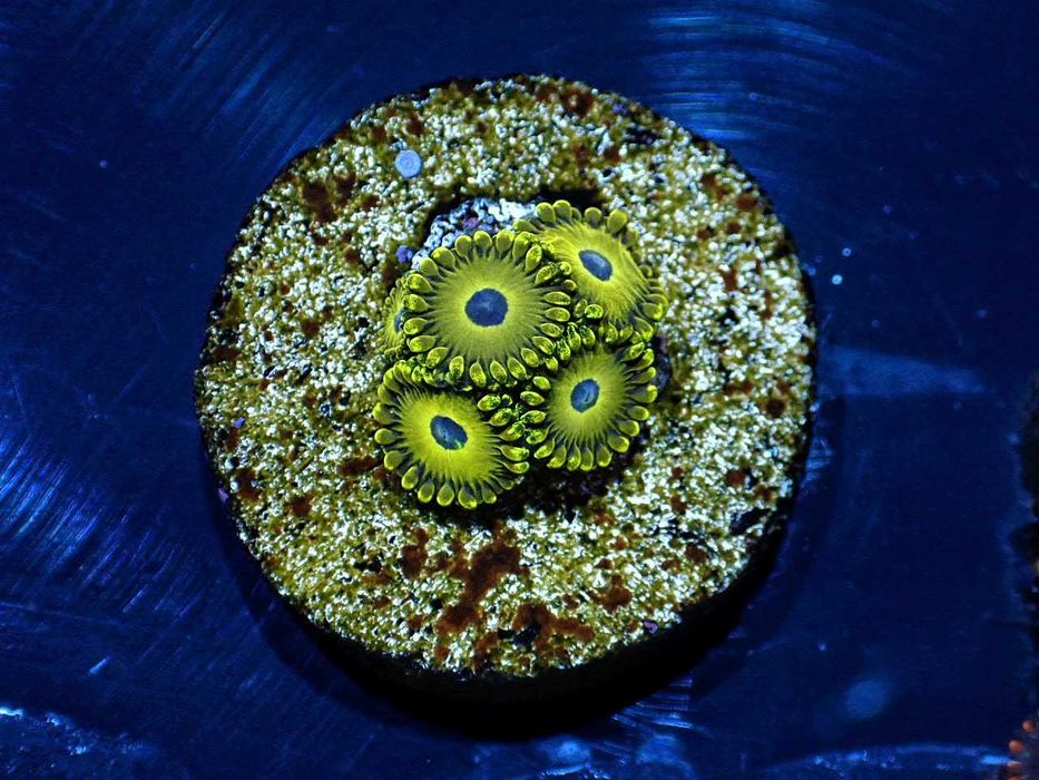 Zoanthus zoa Golden hornet 3polipy Akwarium morskie