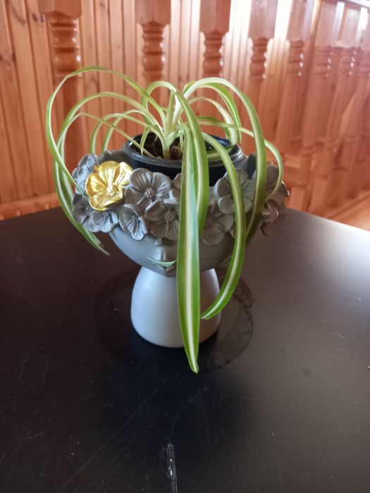 Продаю молоденькие кустики сингониума и венерин волос хлорофитум