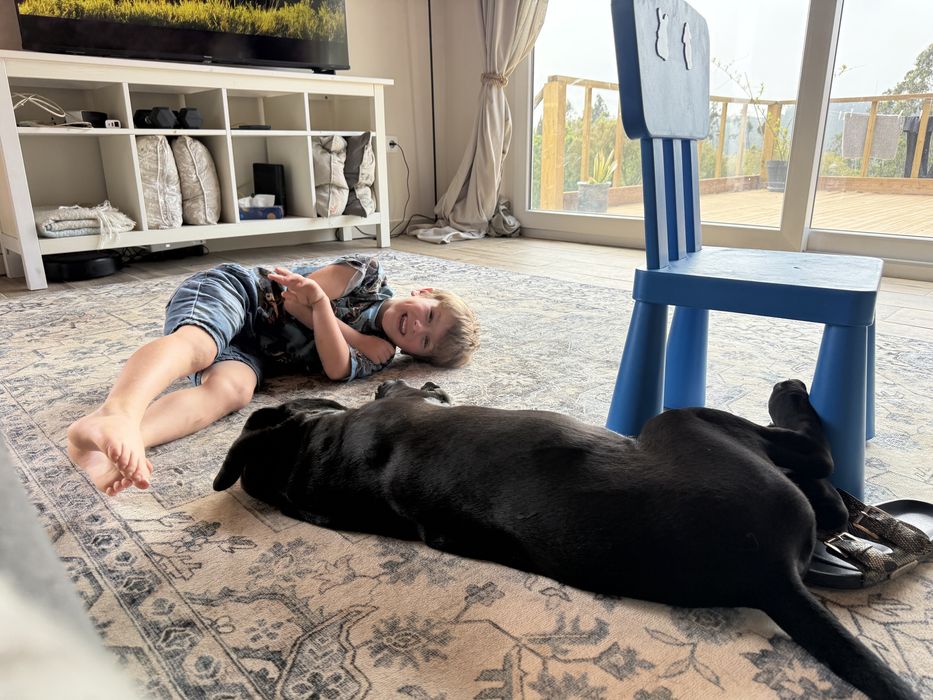 Cane Corso Italiano Cachorrinho Macho, 12 semanas