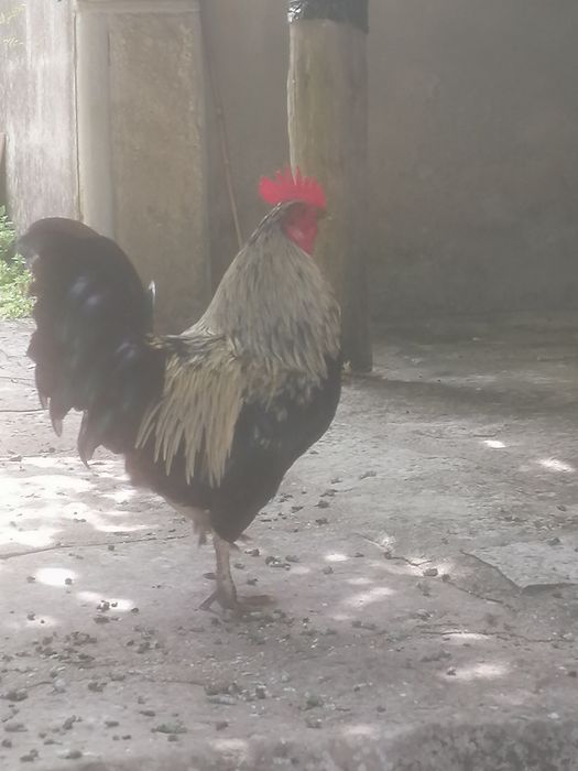 Phoenix X galinha preta