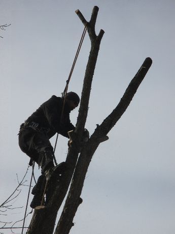 Wycinka drzew alpinistyczna usuwanie pni/korzeni zrebkowanie gałęzi