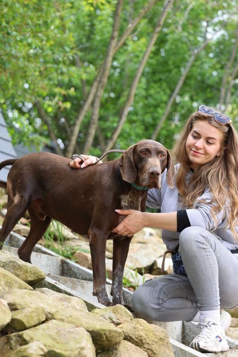 Do adopcji samiec w typie wyżła