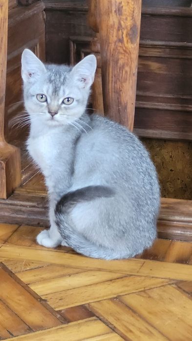 Мальчик шиншилла голубой тикированный