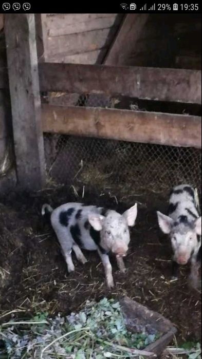 Продам поросят помісь з білими: 2 000 грн. - Сільгосп тварини Чернігів ...