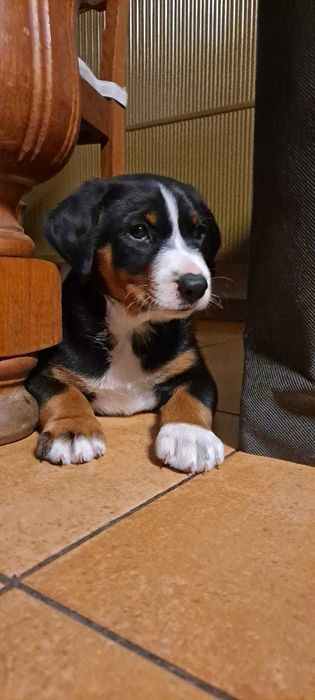 Appenzeller suczka