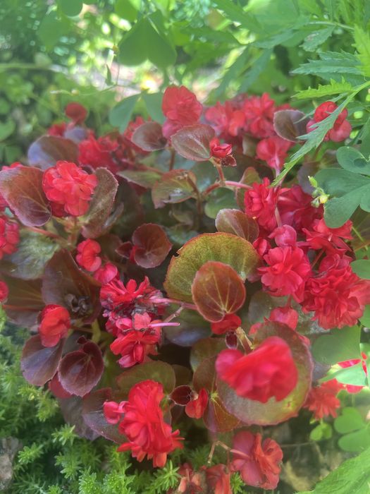 Кімнатна краса для душі