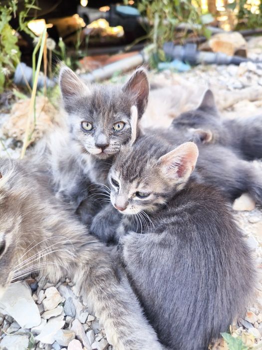 Gatinhos bebés para adoção,