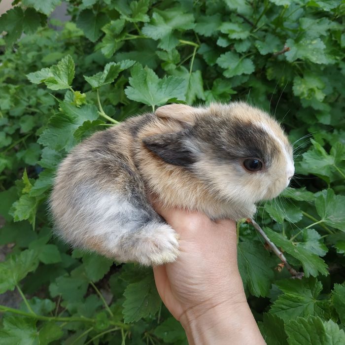Мини крольчата декоративный крольчонок купить в Харькове кролик карлик