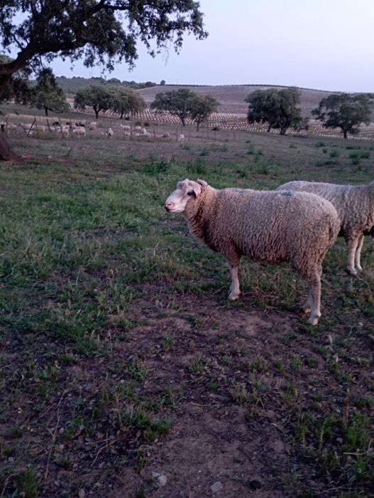 Carneiro cruzado de texel