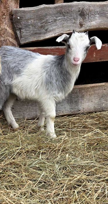 Молоді козочки , цапки