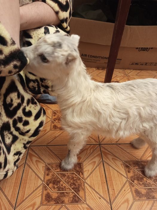 Продаются  маленькие козлята