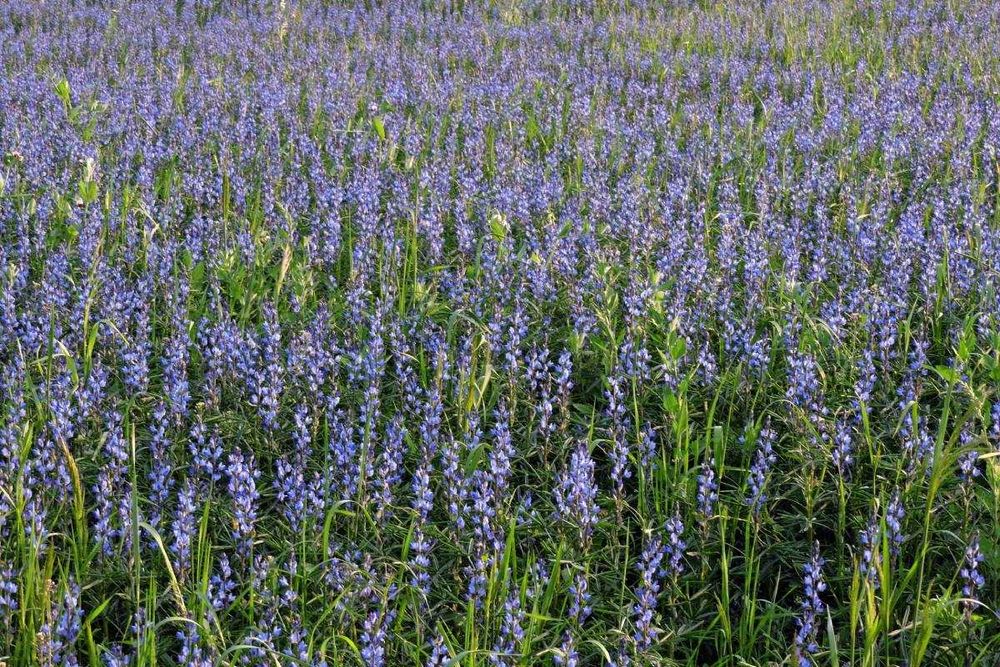 łubin gorzki wąskolistny niebieski
