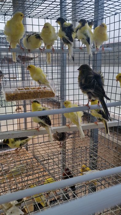 Canarios frisados 2025