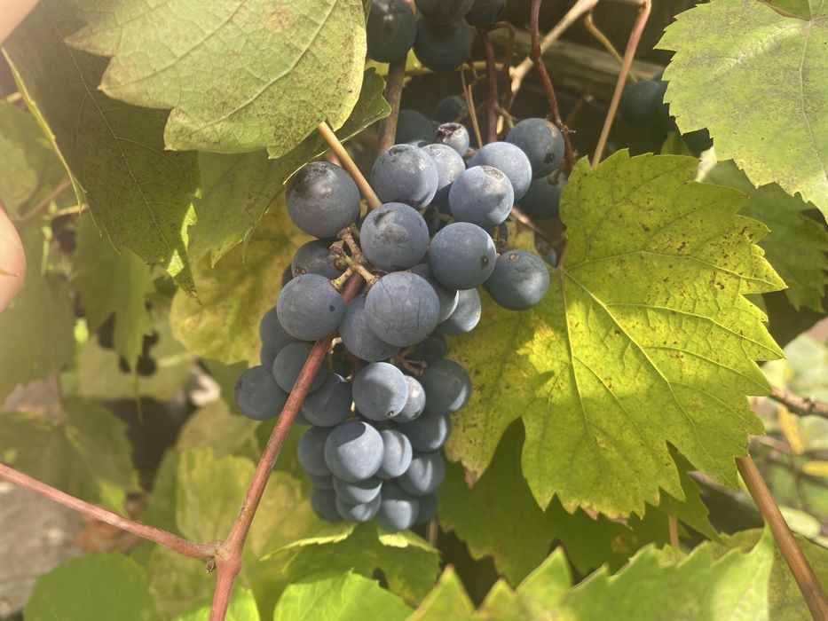 Winogrona ekologiczne 20 kg na zamówienie