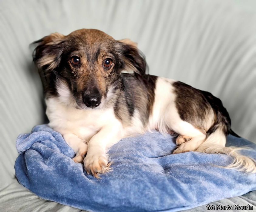 MEGI - malutka, słodka i delikatna sunia do adopcji