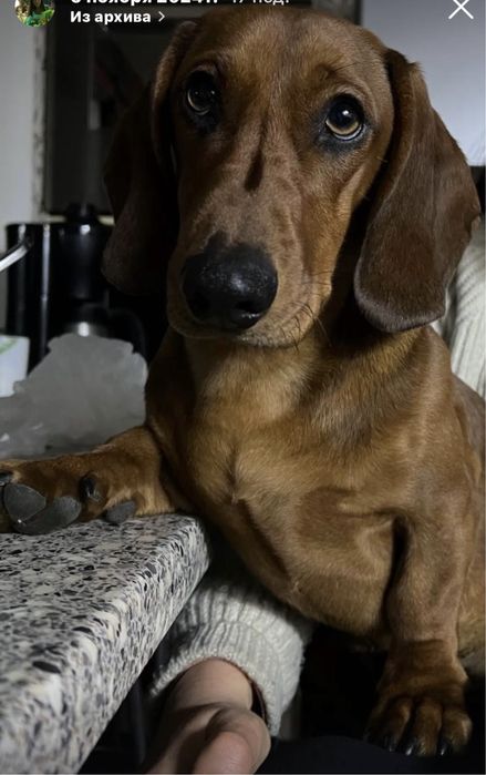 Такса кобель для вязки