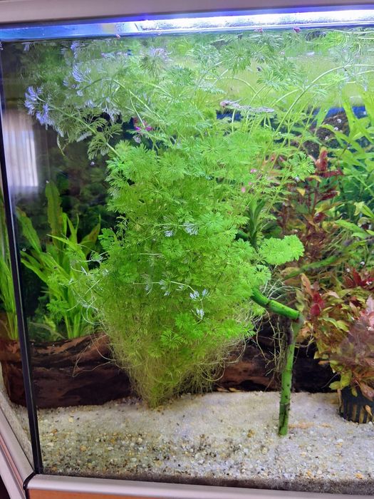 limnophila sessiliflora