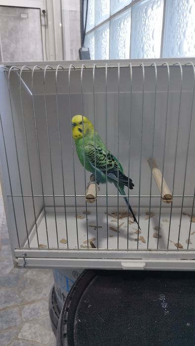 Periquito macho verde