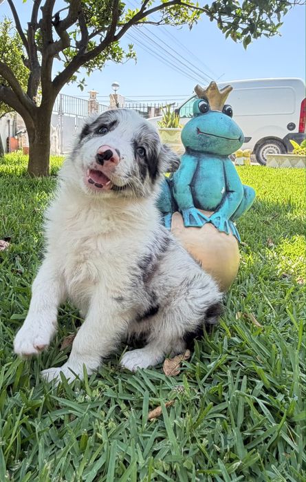 Excelente menino border collie olhos azuis