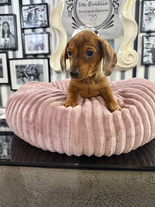 Teckel femea fantastica