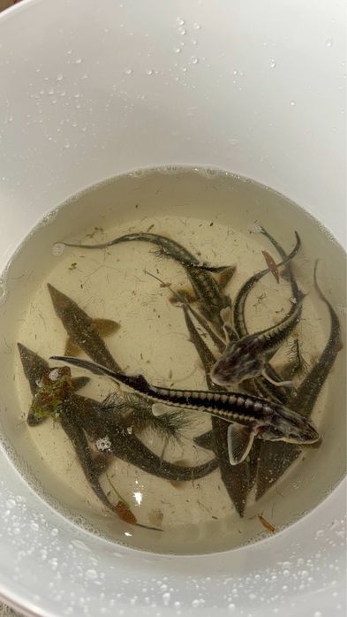 Рибки для ставків бестер лєнка