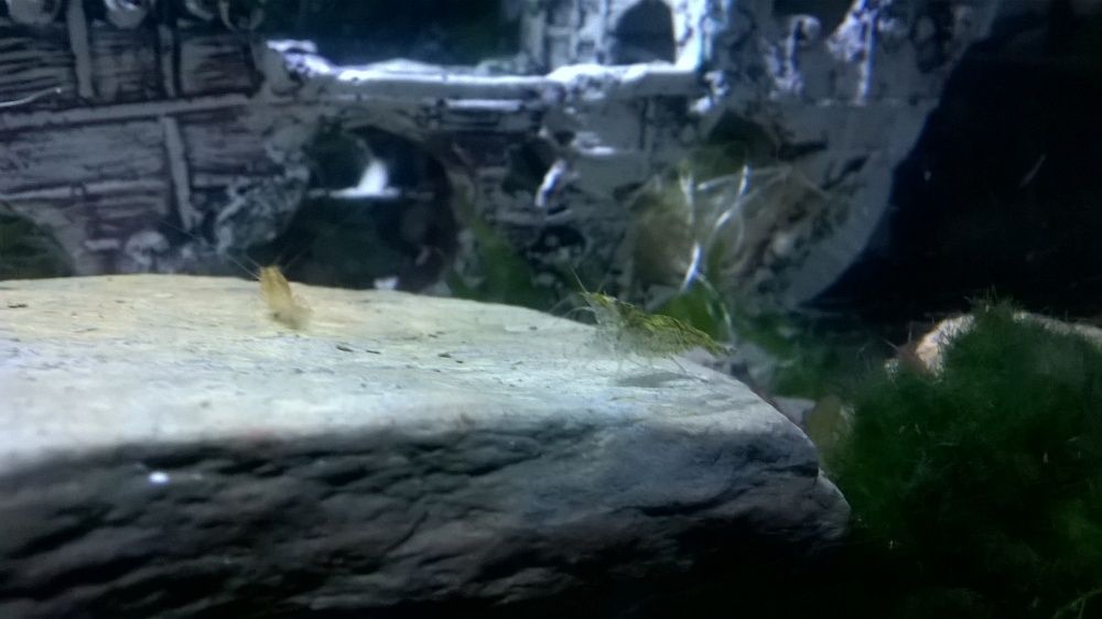 Camarões neocaridina wild juvenis