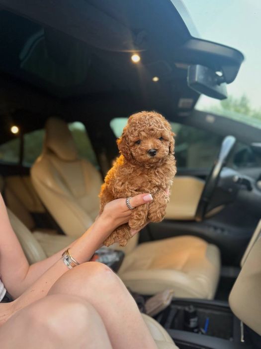 Мальтипу f1, f2 мальтіпу f1 f2 той пудель