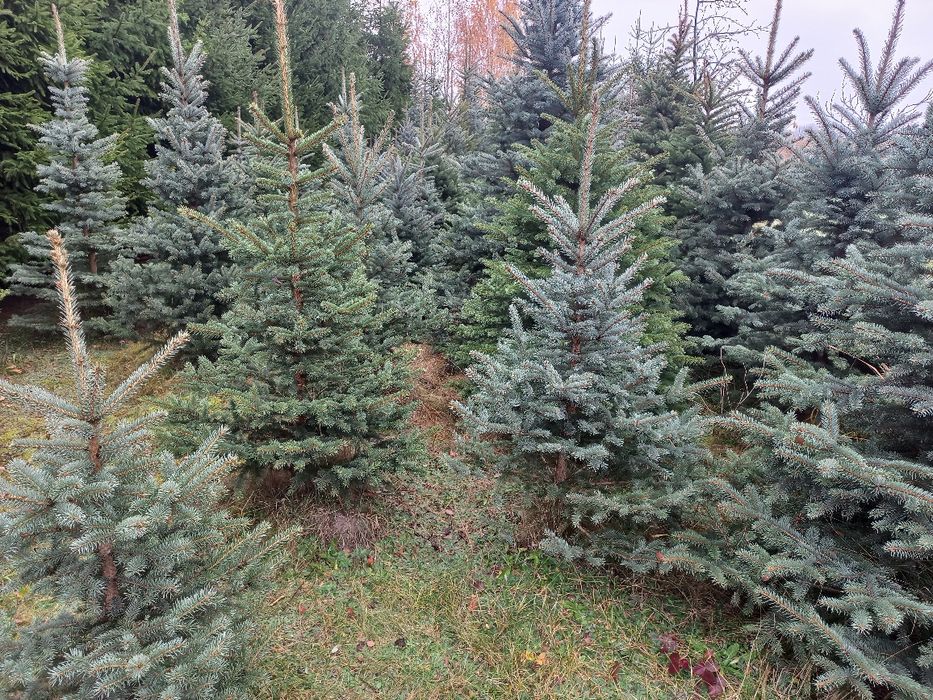 Choinki,  świerk pospolity i srebrny.